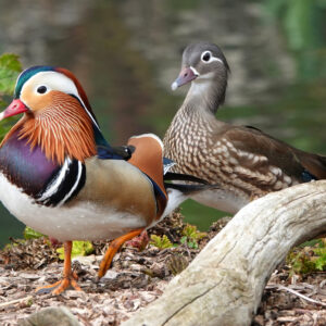 Canard Mandarin