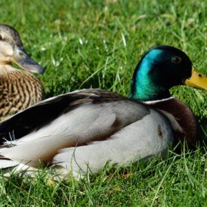 Trio de colvert (1M/2F)