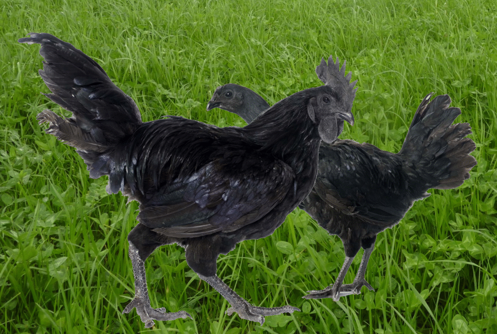 COUPLE Ayam Cemani