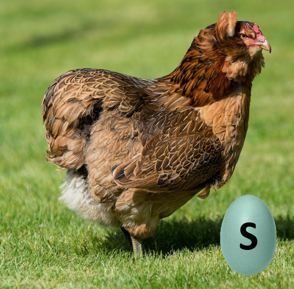 Araucana (Œufs bleu S)