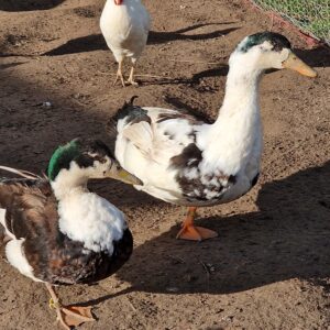 Canard Rouen croisé Pékin