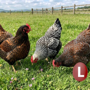 Barnevelder (pond l'hiver)