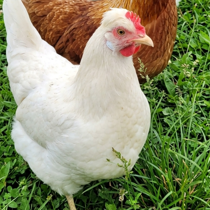 Easter Egger - croisement (Œufs de couleur)